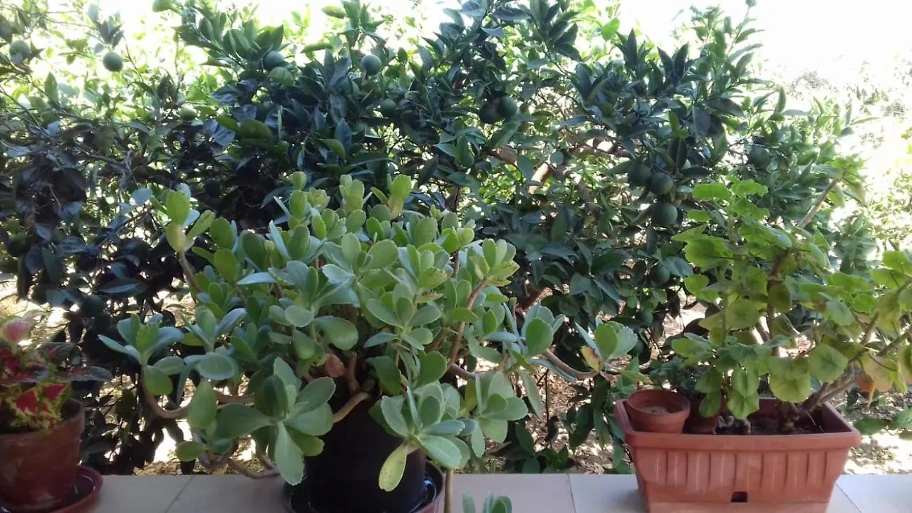Al Profumo Di Zagare Appartement Locogrande Italië